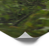 アメリカハゲ ポスター (角)