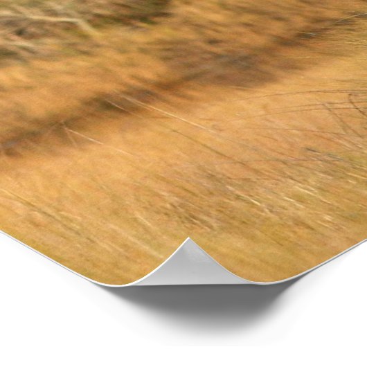 アメリカハゲ ポスター (角)