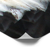 アメリカハゲ ポスター (角)