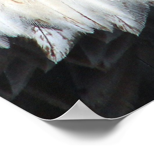 アメリカハゲ ポスター (角)