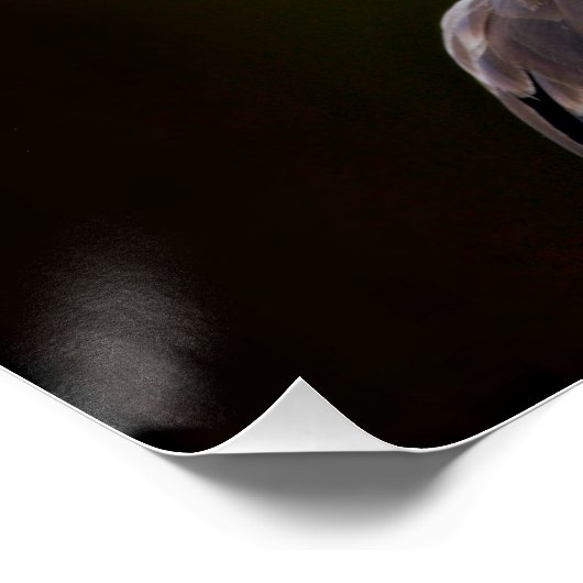 アメリカハゲ ポスター (コーナー)