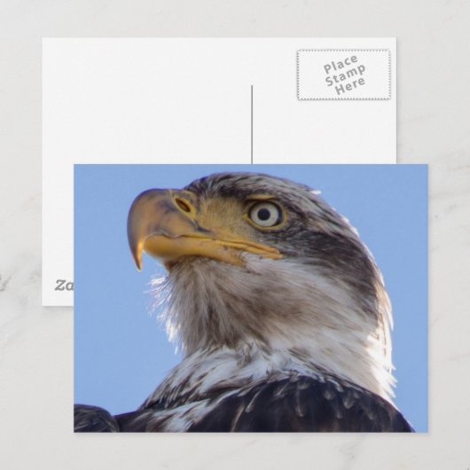 アメリカハゲ ポストカード (正面/裏面)