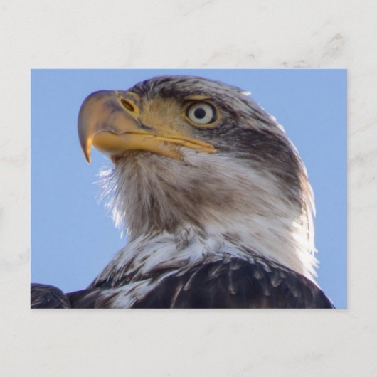 アメリカハゲ ポストカード (正面)