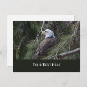 アメリカハゲ ポストカード (正面/裏面)