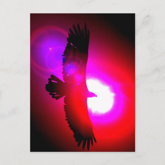 アメリカハゲ ポストカード (正面)