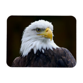 アメリカハゲ マグネット