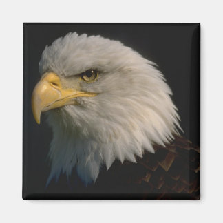 アメリカハゲ マグネット