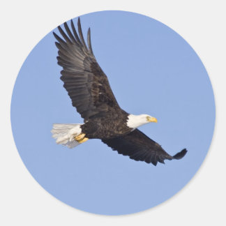 アメリカハゲ ラウンドシール
