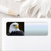 アメリカハゲ ラベル (インサイチュ)