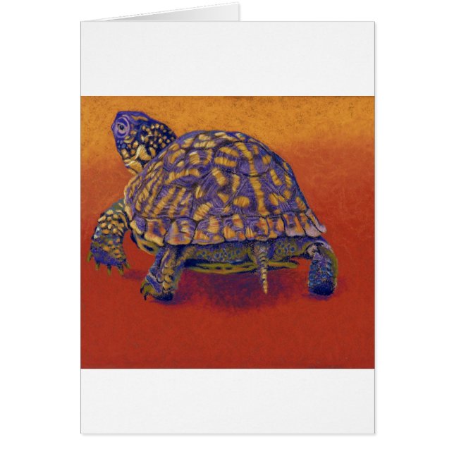 アメリカハコガメ、カメ (正面)