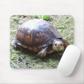 アメリカハコガメ-コケむした道 マウスパッド (マウス)