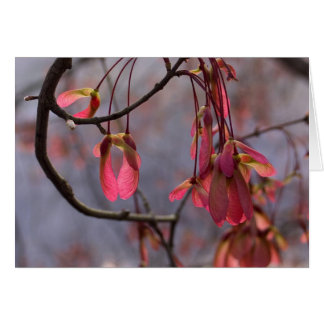 アメリカハナノキの種