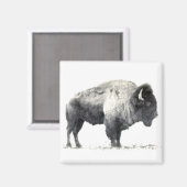 アメリカバイソンの歴史写真 マグネット (正面/裏面)