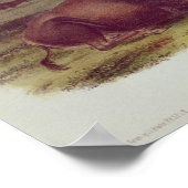 アメリカバイソンまたはバッファロー ポスター (角)