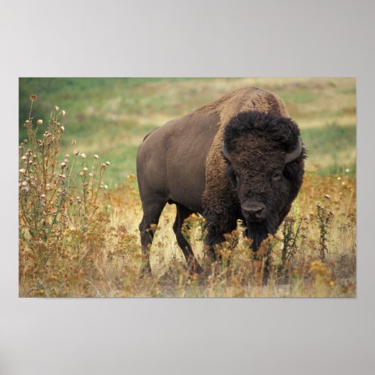 アメリカバイソン写真 ポスター (正面)