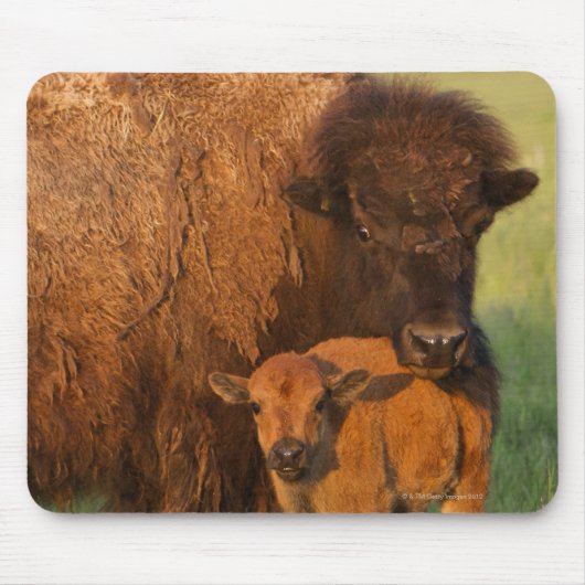 アメリカバイソン牛と子牛，ノースダコタ マウスパッド (正面)