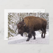 アメリカバイソン(バイソンバイソン)ポストカード ポストカード (正面/裏面)