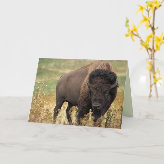 アメリカバイソン/バッファロー誕生日カード カード (黄色い花)
