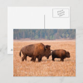アメリカバイソン（Bison bison）の母子 ポストカード (正面/裏面)