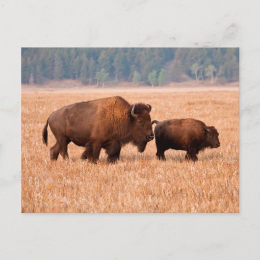 アメリカバイソン（Bison bison）の母子 ポストカード (正面)