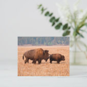 アメリカバイソン（Bison bison）の母子 ポストカード (スタンド正面)