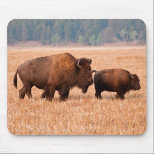 アメリカバイソン(Bison bison)の母子 マウスパッド