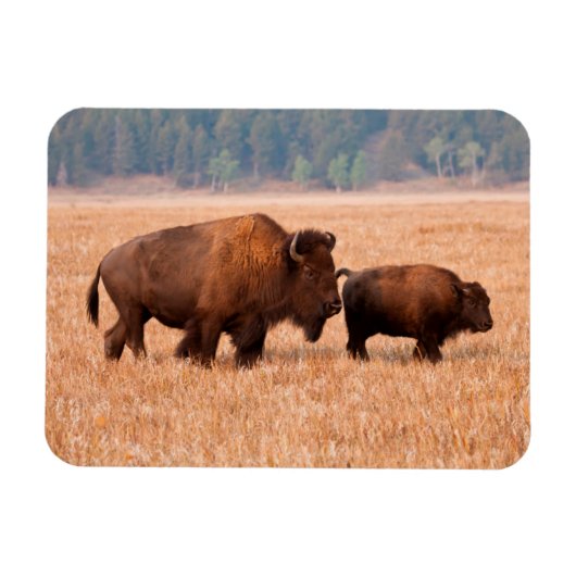 アメリカバイソン（Bison bison）の母子 マグネット (横)