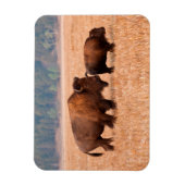 アメリカバイソン（Bison bison）の母子 マグネット (縦)