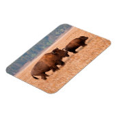 アメリカバイソン（Bison bison）の母子 マグネット (左側)
