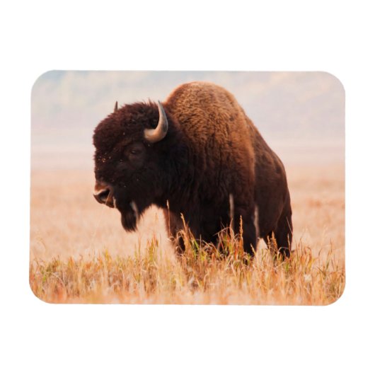 アメリカバイソン (Bison Bison) の群れ テトンにて 2 マグネット (横)