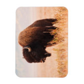 アメリカバイソン (Bison Bison) の群れ テトンにて 2 マグネット (縦)