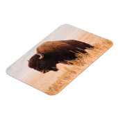 アメリカバイソン (Bison Bison) の群れ テトンにて 2 マグネット (左側)