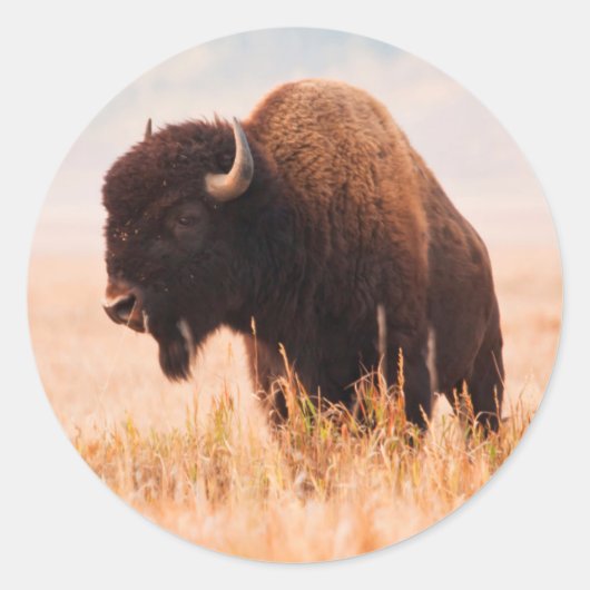 アメリカバイソン (Bison Bison) の群れ テトンにて 2 ラウンドシール (正面)