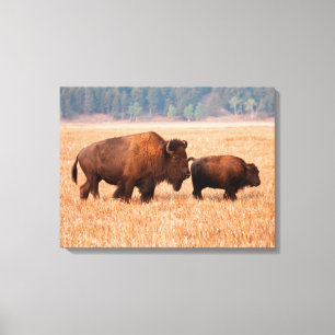アメリカバイソン（Bison Bison）母子 キャンバスプリント