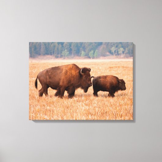 アメリカバイソン（Bison Bison）母子 キャンバスプリント (正面)