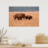 アメリカバイソン (Bison Bison) 雌と子 ポスター (キッチン)