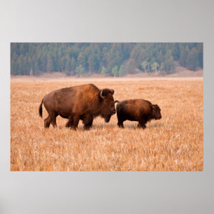 アメリカバイソン (Bison Bison) 雌と子 ポスター