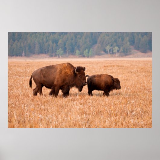 アメリカバイソン (Bison Bison) 雌と子 ポスター (正面)
