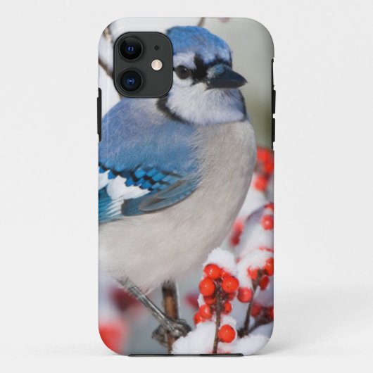 アメリカヒイラギのブルージェイ Case-Mate iPhoneケース (裏面)