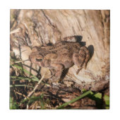 アメリカヒキガエル タイル (正面)