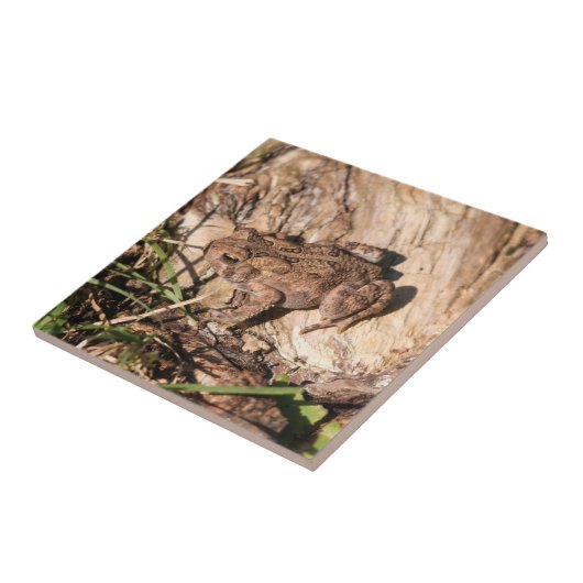 アメリカヒキガエル タイル (側面)