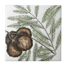 アメリカヒノキまたはハゲヒノキのヴィンテージ美術