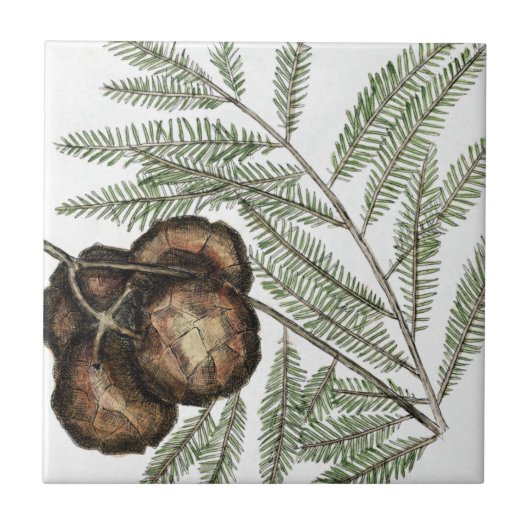 アメリカヒノキまたはハゲヒノキのヴィンテージ美術 タイル (正面)