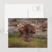 アメリカビーバー, Castor canadensis, の水泳 ポストカード (正面/裏面)
