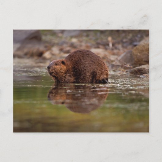 アメリカビーバー, Castor canadensis, の水泳 ポストカード (正面)