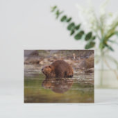 アメリカビーバー, Castor canadensis, の水泳 ポストカード (スタンド正面)