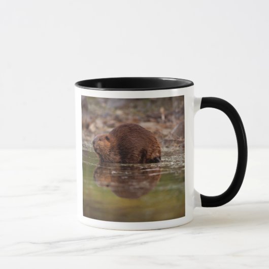 アメリカビーバー, Castor canadensis, の水泳 マグカップ (右)