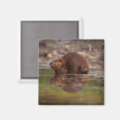 アメリカビーバー, Castor canadensis, の水泳 マグネット (正面/裏面)