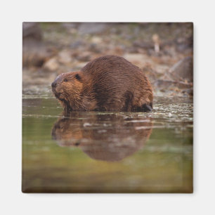 アメリカビーバー, Castor canadensis, の水泳 マグネット