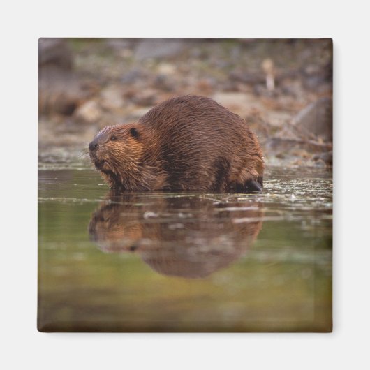 アメリカビーバー, Castor canadensis, の水泳 マグネット (正面)